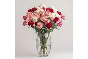 GLOBALROSE 100 Mothers Day Carnations- Fresh Cut Flower- Lovely Gift
