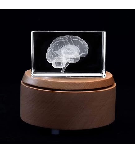 Brain Model QWORK 3D Human - Laser Etched Crystal Glass Cube ...