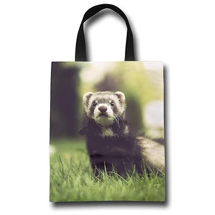 Amazoncom Lovely And Cute Baby Ferrets Or Weasel In Summer Garden Amazoncom Lovely And Cute Baby Ferrets Or Weasel In Summer Garden