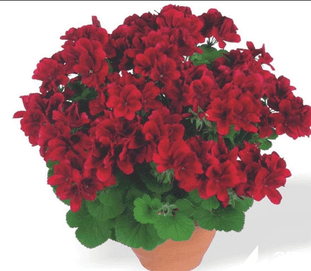 50pcs Semillas Flores Geranios, Bonsai Semillas Flores Planta ...
