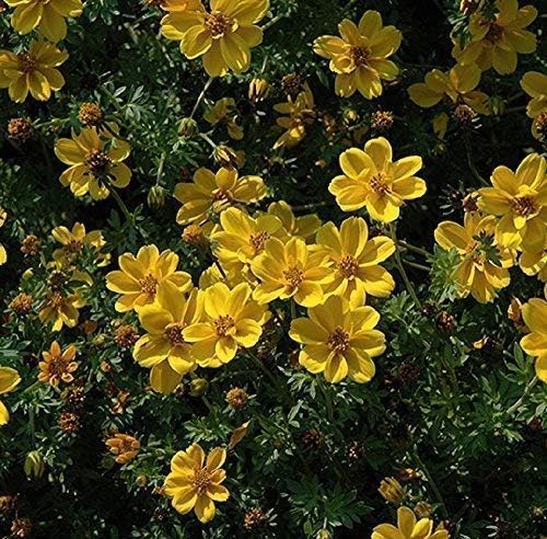 Seekay Bidens Aurea Yellow 100 Seeds Amazon Co Uk Garden Outdoors