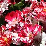 Fourth of July Rose Bush Climber Own Root Climbing Rose 4 Inch Container USA