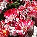 Stargazer Perennials Fourth of July Climbing Rose Plant Potted - Own Root Red and White Striped Flowers