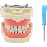 Dentalmall Dental Columbia 860 Type 32 Pcs Removeable Teeth Typodont Exam Restorative Model M8030 (M8030)