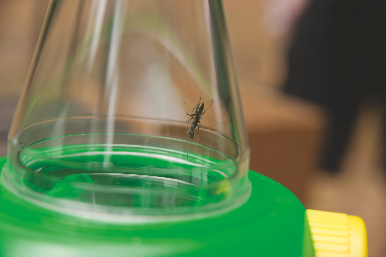 Two Way Bug/Minibeast/Insect Viewer - Magnified Minibeast BUG BOX ...