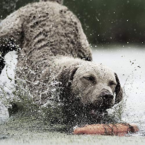 Sportdog Brand 425 Remote Trainers 500 Yard Range E Collar With Static Vibrate And Tone Waterproof Rechargeable Including New X Series Stubborn Dog E Collar Pricepulse