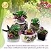 ELLIE ARTS Artificial Succulent Plants with Unpotted Faux Burros Tail and Echeveria for Terrariums and Home Office Decor (7 Pieces)