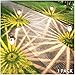 UPSTONE Solar Pathway Garden Lights Outdoor Super-Bright 12-32 Lumens,Solar Landscape Lights for Lawn Patio Yard Pathway Walkway, All-Weather/Water-Resistant, 1 Pack