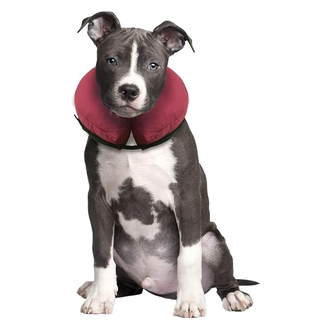 iCollr Der Aufblasbare Schützkragen - Halskrausen für Hunde und Katzen in der postoperativen Wiederherstellung