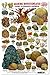 fishcardscom Marine Invertebrates - Florida, The Bahamas & Caribbean ID Card