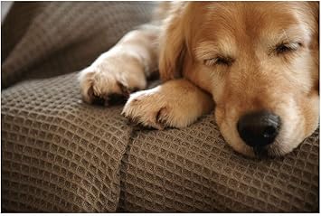 juguetes para golden retriever