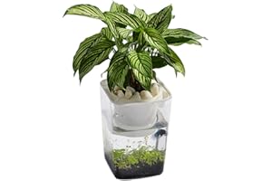 Aquaponic Aquarium, Aquarium and Small Aquaponic Planter, Freshwater Fish Hydroponic Cleaning Tank for Feed Plants and Plant 