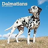 Dalmatians 2019 12 x 12 Inch Monthly Square Wall Calendar, American Dog Breeds (Multilingual Edition by