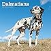 Dalmatians 2019 12 x 12 Inch Monthly Square Wall Calendar, American Dog Breeds (Multilingual Edition by