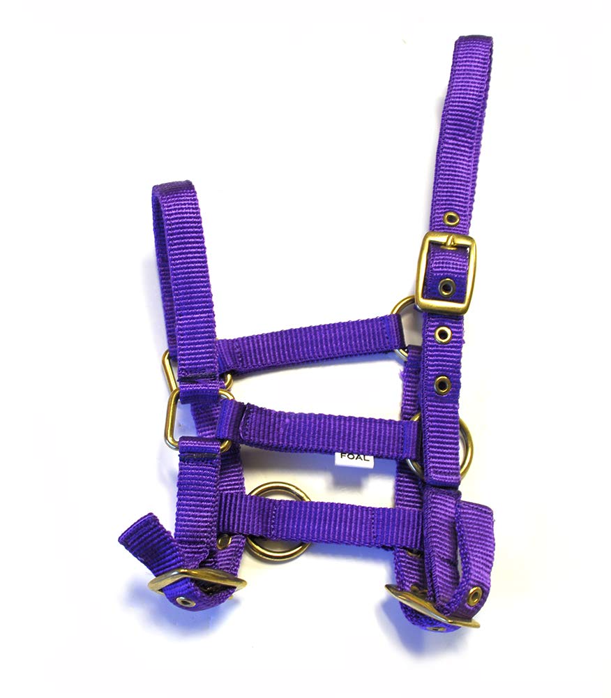 Rhinegold Nylon Foal Headcollar - Purple