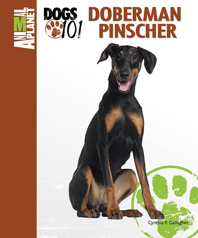 german pinscher dogs 101