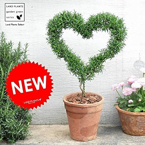 Amazon Land Plants 観葉植物 ローズマリー ハート型 茶色モスポット トール ラウンド型 テラコッタ 素焼 観葉植物 オンライン通販 Amazon Land Plants 観葉植物 ローズマリー ハート型 茶色モスポット トール ラウンド型 テラコッタ 素焼 観葉植物 オンライン通販