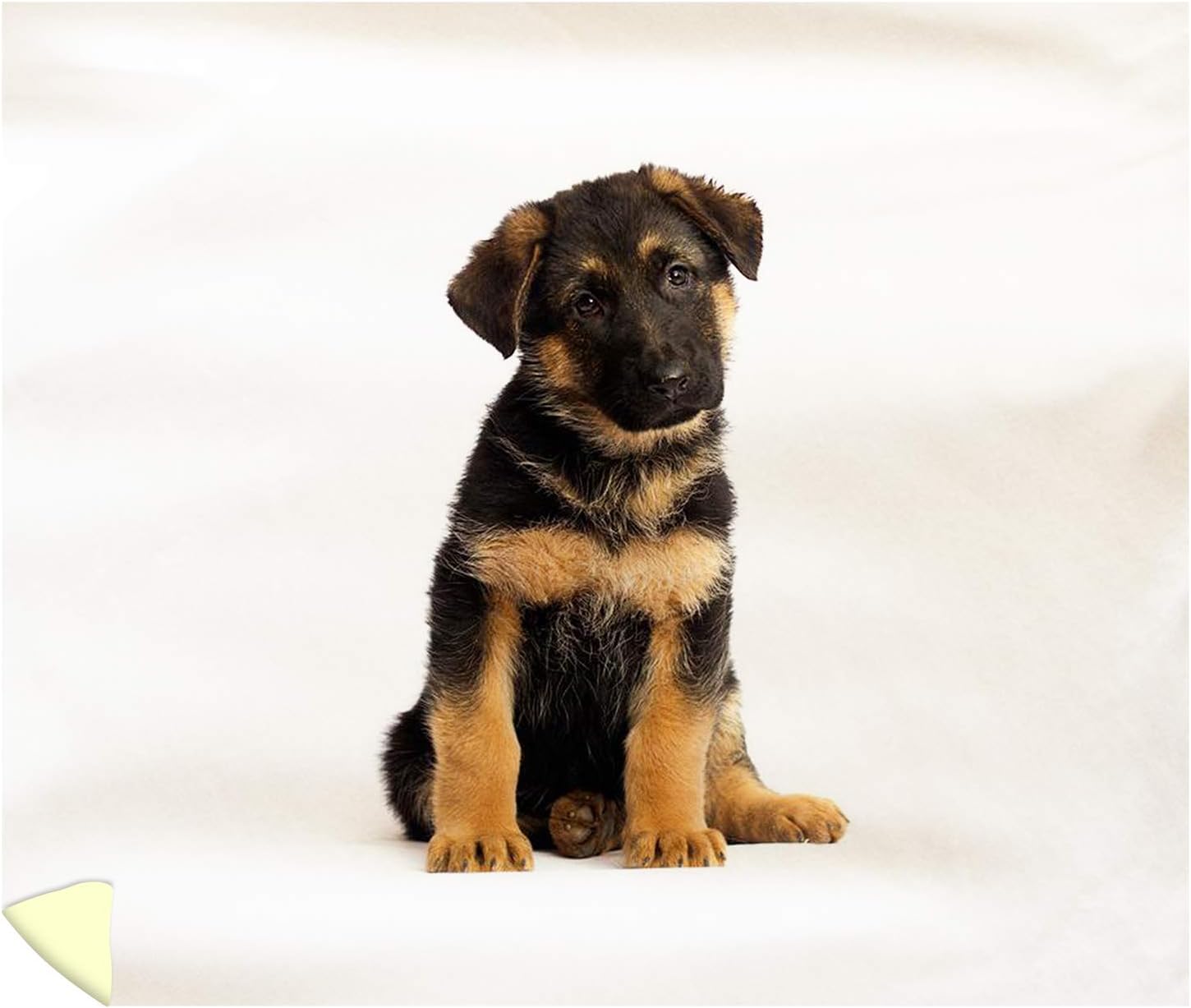 king german shepherd puppy