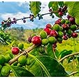 Coffee Seeds for Planting - 20 Seeds to Grow Coffee Beans, Coffea Arabica- Great Exotic Indoor Houseplant