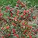 Little Goblin TM Red - Winterberry - Ilex verticillata - 4" pot - Proven Winners