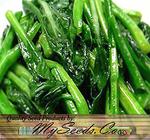 1 oz (13,400+ Seeds) Choy Sum Brassica Vegetable Seed Seeds Tsoi Sim Choy Sim ~ Excellent Flavor