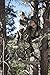 Hunter Safety System HSS Lil' Treestalker Youth Tree-Stand Safety Harness, Realtree
