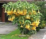 10 Seeds Angel Trumpet Yellow- Brugmansia Seeds - Huge, Fragrant Trumpet Flowers