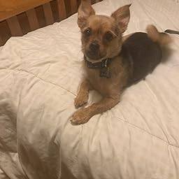 hills fit and radiant dog food