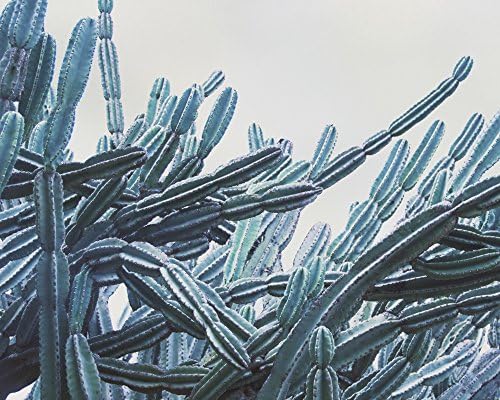 Retro Cactus Wall Art 8x8 to 30x45 inch Green Horizontal Print