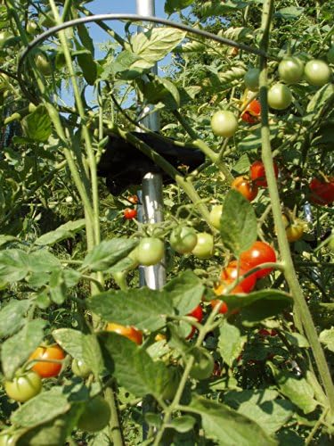 Tomato Ring - Jaula de Tomate - Planta de Apoyo/Soporte de Tomate ...