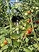 Tomato Ring - Tomato Cage - Plant support/Tomato support - 6 Pack