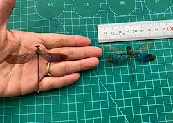 Real Dragonfly Specimen Artwork Decor Natural
