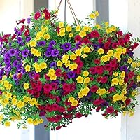 Mggsndi 100Pcs Dwarf Petunia Seeds Flower Plant Home Garden Balcony Bonsai Porch Decor - Heirloom Non GMO - Seeds for Planting an Indoor and Outdoor Garden Petunia Hybrida Seeds