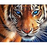 DIY 5D Diamond Painting Kit by Number Kit, Tiger Full Drill Embroidery Cross Stitch Arts Craft for Home Wall Decor 11.8x13.8 inch