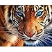 DIY 5D Diamond Painting Kit by Number Kit, Tiger Full Drill Embroidery Cross Stitch Arts Craft for Home Wall Decor 11.8x13.8 inch