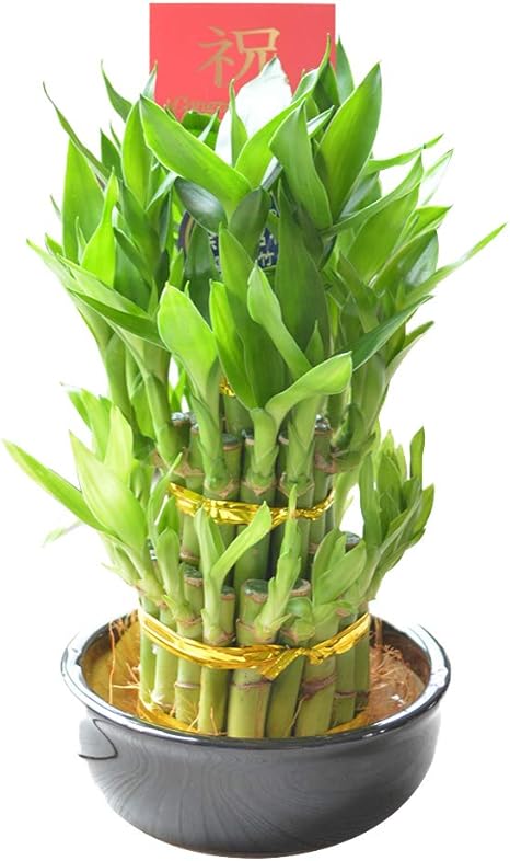 Amazon 相武ガーデン ミニ観葉植物 ミリオンバンブー 開運竹 サンテリア 陶器鉢入り 贈り物 プレゼント 還暦 敬老の日 観葉植物 オンライン通販