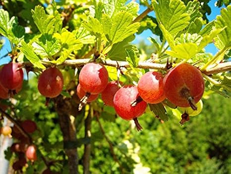 Hinnonmäki Stachelbeere, Stachelbeerstrauch, Hochstamm, Ribes uva crispa, Beerenobst winterhart, rot, im Topf, 120 cm