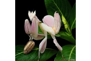 Orchid Mantis Eggs with a Free Observation Hatching Pack (1 Eggshell) – Equipped with a Transparent Window Pocket to Observe 