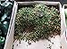 *Rare* PEQUIN CHILE PEPPERS*25 seeds*Fire Hot*#1103