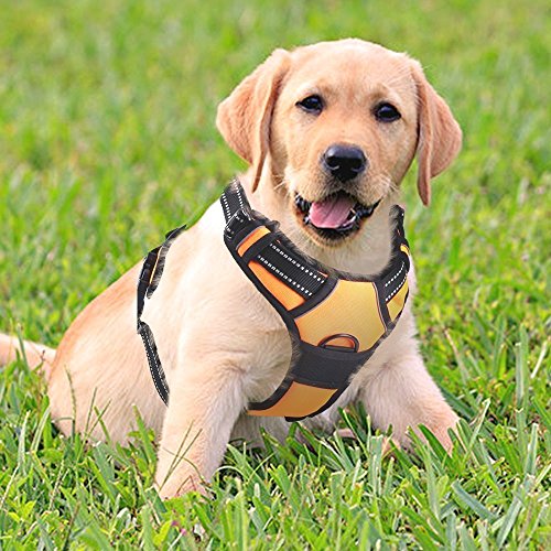 rabbitgoo Dog Harness,No-Pull Pet Harness with 2 Leash Clips,Adjustable Soft Padded Dog Vest,Reflective No-Choke Pet…