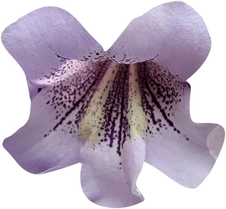 Futaba Paulownia Empress Romantic Flower Seeds - 100 Pcs