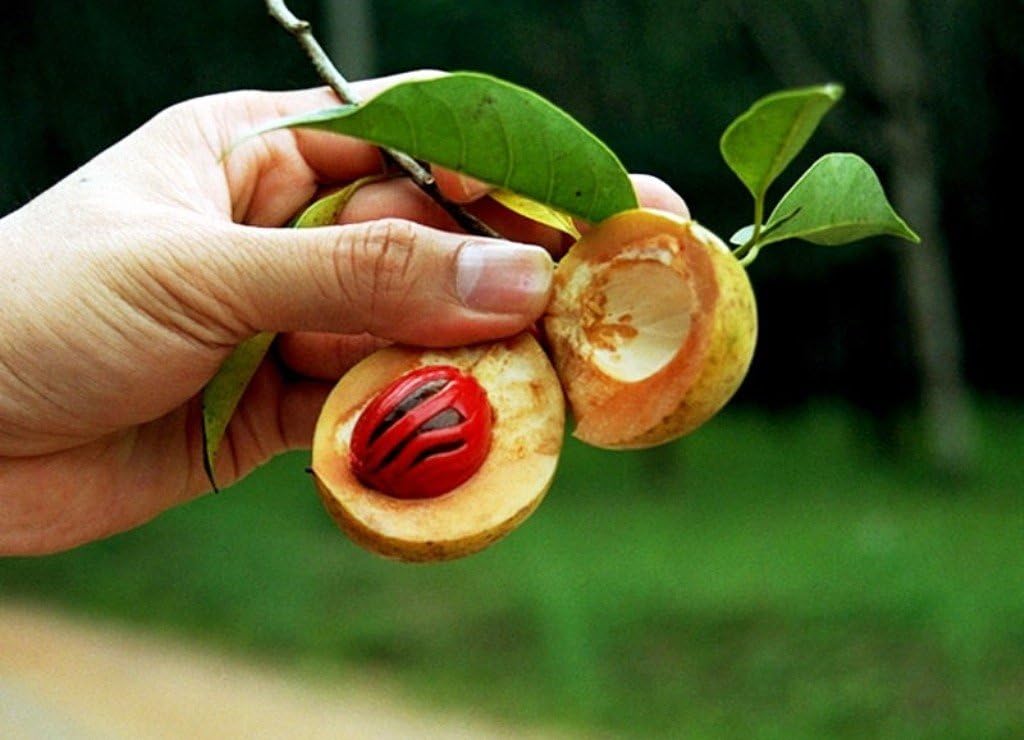 Plants, Seeds & Bulbs Live plant NUTMEG TREE Myristica Fragrans MACE