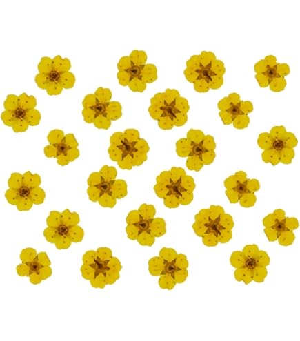 PATIKIL Flor seca prensada, 48 piezas para manualidades, manualidades, manualidades, tarjetas de arte de uñas, álbumes de recortes, fabricación de joyas, decoración floral, decoración de velas