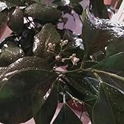 Natürliches mittel gegen blattläuse