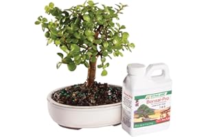 Brussel's Bonsai Live Dwarf Jade Bonsai Tree, Indoor - Small, 3 Years Old, 5 to 8 Inches Tall - Decorative Ceramic Bonsai Pot and Bonsai Fertilizer