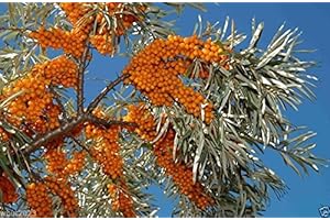 SVI 200 Seeds Sea Buckthorn, Seaberry - Hippophae Rhamnoides - Edible Fruit - Raw or Cooked !