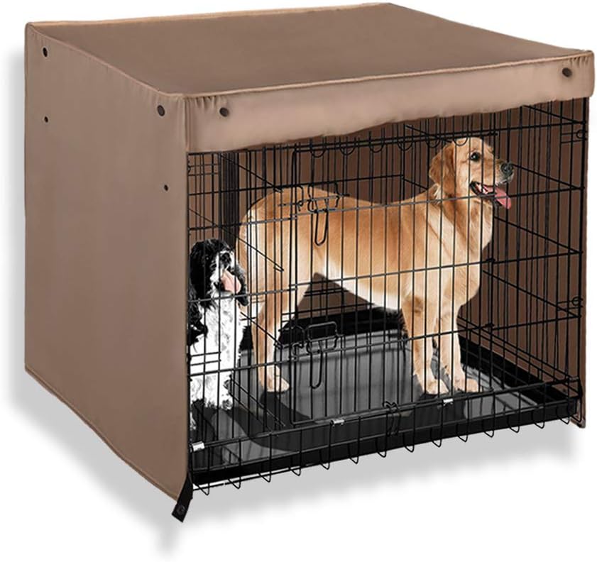 king charles cav puppies