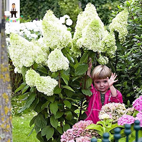 Amazon Co Jp ホワイト 30个 ノリウツギバニラストロベリー盆栽naturiaアジサイホームガーデン花工場をパック ホーム キッチン