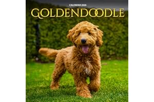 Goldendoodle 2026 Calendar: Fluffy Smiles and Loyal Hearts