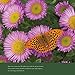 New Earth 2017 Calendar: A Year of Inspirational Quotes